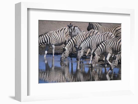 Zebras Drinking at Pond-DLILLC-Framed Photographic Print