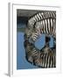Zebras Drinking at Water Hole-Martin Harvey-Framed Photographic Print