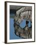Zebras Drinking at Water Hole-Martin Harvey-Framed Photographic Print