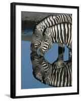 Zebras Drinking at Water Hole-Martin Harvey-Framed Photographic Print