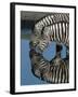 Zebras Drinking at Water Hole-Martin Harvey-Framed Photographic Print