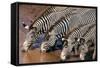 Zebras Drinking from River-DLILLC-Framed Stretched Canvas