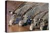 Zebras Drinking from River-DLILLC-Stretched Canvas