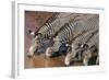 Zebras Drinking from River-DLILLC-Framed Photographic Print