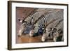 Zebras Drinking from River-DLILLC-Framed Photographic Print