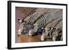 Zebras Drinking from River-DLILLC-Framed Photographic Print