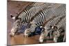 Zebras Drinking from River-DLILLC-Mounted Photographic Print