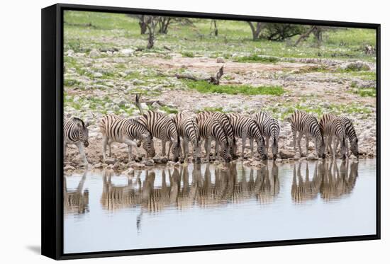 Zebras Drinking in Line-Otto du Plessis-Framed Stretched Canvas