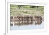 Zebras Drinking in Line-Otto du Plessis-Framed Photographic Print