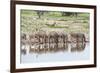 Zebras Drinking in Line-Otto du Plessis-Framed Photographic Print