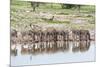 Zebras Drinking in Line-Otto du Plessis-Mounted Photographic Print