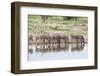 Zebras Drinking in Line-Otto du Plessis-Framed Photographic Print