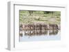 Zebras Drinking in Line-Otto du Plessis-Framed Photographic Print