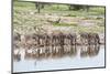 Zebras Drinking in Line-Otto du Plessis-Mounted Photographic Print