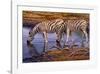 Zebras Drinking-Clive Kay-Framed Art Print