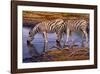 Zebras Drinking-Clive Kay-Framed Art Print