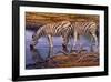 Zebras Drinking-Clive Kay-Framed Art Print