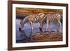 Zebras Drinking-Clive Kay-Framed Art Print