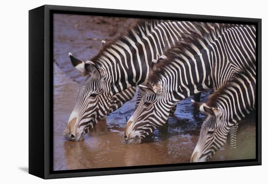 Zebras Drinking-DLILLC-Framed Stretched Canvas