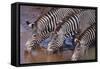 Zebras Drinking-DLILLC-Framed Stretched Canvas