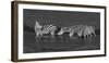 Zebras Drinking-Yun Wang-Framed Photographic Print