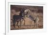 Zebras Fighting-DLILLC-Framed Photographic Print