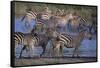 Zebras Gathered at Pond-DLILLC-Framed Stretched Canvas