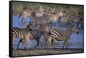 Zebras Gathered at Pond-DLILLC-Framed Stretched Canvas
