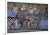 Zebras Gathered at Pond-DLILLC-Framed Photographic Print