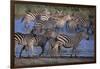 Zebras Gathered at Pond-DLILLC-Framed Photographic Print