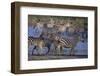 Zebras Gathered at Pond-DLILLC-Framed Photographic Print