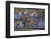 Zebras Gathered at Pond-DLILLC-Framed Photographic Print