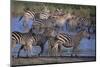 Zebras Gathered at Pond-DLILLC-Mounted Photographic Print