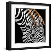 Zebras Grazing-null-Framed Art Print