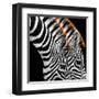 Zebras Grazing-null-Framed Art Print