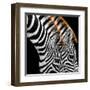 Zebras Grazing-null-Framed Art Print