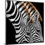 Zebras Grazing-null-Mounted Art Print