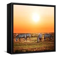 Zebras Herd on Savanna at Sunset, Africa. Safari in Serengeti, Tanzania-Michal Bednarek-Framed Stretched Canvas