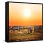 Zebras Herd on Savanna at Sunset, Africa. Safari in Serengeti, Tanzania-Michal Bednarek-Framed Stretched Canvas