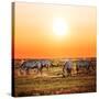 Zebras Herd on Savanna at Sunset, Africa. Safari in Serengeti, Tanzania-Michal Bednarek-Stretched Canvas