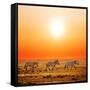 Zebras Herd on Savanna at Sunset, Africa. Safari in Serengeti, Tanzania-Michal Bednarek-Framed Stretched Canvas