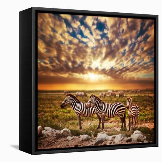 Zebras Herd on Savanna at Sunset, Africa. Safari in Serengeti, Tanzania-Michal Bednarek-Framed Stretched Canvas