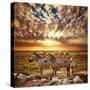 Zebras Herd on Savanna at Sunset, Africa. Safari in Serengeti, Tanzania-Michal Bednarek-Stretched Canvas