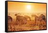 Zebras Herd on Savanna at Sunset, Africa. Safari in Serengeti, Tanzania-Michal Bednarek-Framed Stretched Canvas