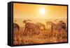 Zebras Herd on Savanna at Sunset, Africa. Safari in Serengeti, Tanzania-Michal Bednarek-Framed Stretched Canvas