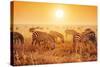 Zebras Herd on Savanna at Sunset, Africa. Safari in Serengeti, Tanzania-Michal Bednarek-Stretched Canvas