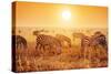 Zebras Herd on Savanna at Sunset, Africa. Safari in Serengeti, Tanzania-Michal Bednarek-Stretched Canvas