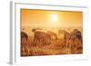 Zebras Herd on Savanna at Sunset, Africa. Safari in Serengeti, Tanzania-Michal Bednarek-Framed Photographic Print