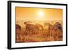 Zebras Herd on Savanna at Sunset, Africa. Safari in Serengeti, Tanzania-Michal Bednarek-Framed Photographic Print