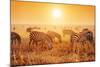 Zebras Herd on Savanna at Sunset, Africa. Safari in Serengeti, Tanzania-Michal Bednarek-Mounted Photographic Print